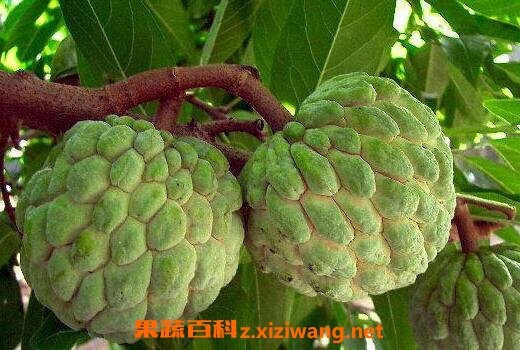 �Է���֦�ĺô�����Щ