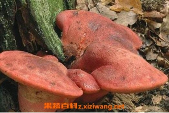 ţ����Ĺ�Ч������