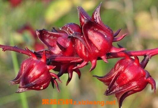 ������ˮ�ȵĹ�Ч������