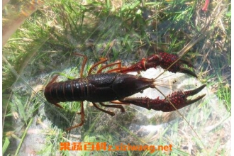 ��Ϻ��Ӫ����ֵ ��Ϻ�ĳԷ�