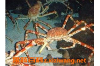֩��з�Ĺ�Ч������ ֩��з��Ӫ����ֵ