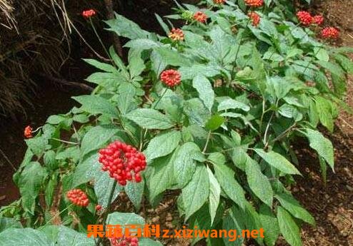 �˲λ������湦Ч��Է�