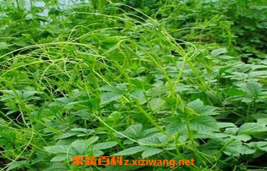 �ʹ�����Ʒ�ַ����빦Ч