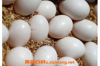 ���ӵ���Ӫ����ֵ�빦Ч �Ը��ӵ��ĺô�