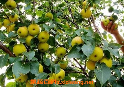 �Ϲ����Ӫ����ֵ�빦Ч