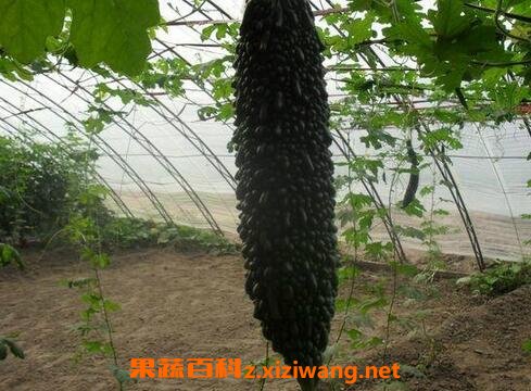 �ڿ�ϵ�Ӫ����ֵ�빦Ч
