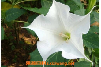 �����޻���ʲô��Ч �����޻���ҩ�ù�Ч�����