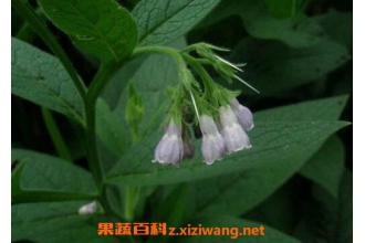 �޲���Ĺ�Ч���� �޲���ĸ�����