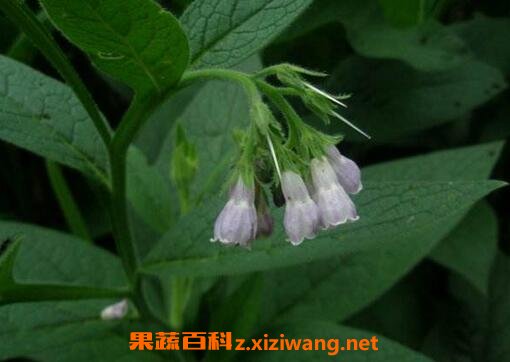 �޲���Ĺ�Ч�����븱����