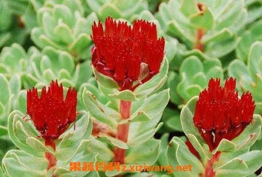 �쾰��Ĺ�Ч�����븱����