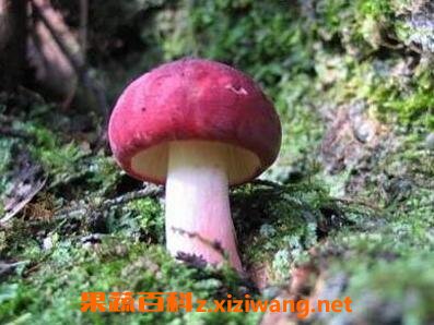 �����칽