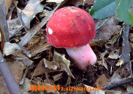 ������ֺ칽�붾�칽