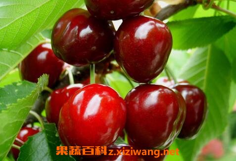ӣ�ҵĹ�Ч������ʳ�÷���