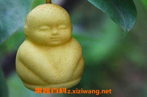 ������ĳ����빦Ч