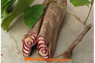 ��Ѫ�ٵ������빦Ч ��Ѫ�ٵ�ҩ�ü�ֵ