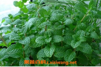 ����Ҷ��ʳ�÷����빦