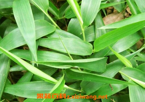 ��Ҷ�Ĺ�Ч������