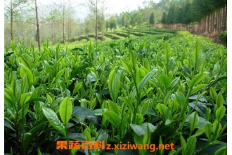 ��Ҷ�Ĺ�Ч�����ü�����