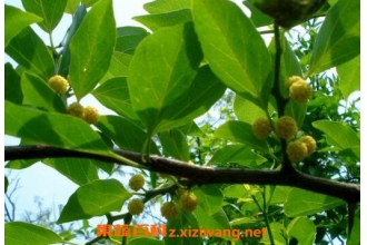����Ҷ��������ʲô ����Ҷ��ҩ�ü�ֵ