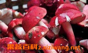 Ѫ�칽