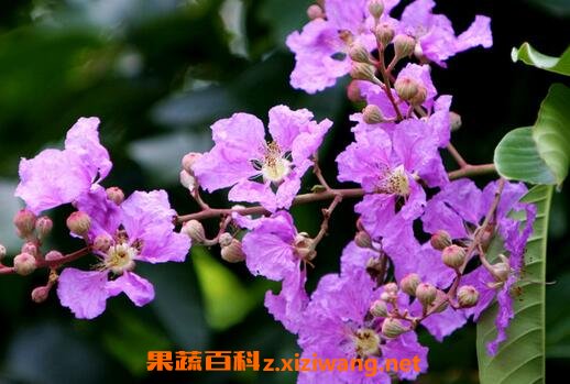 ���㻨��Ӫ����ֵ