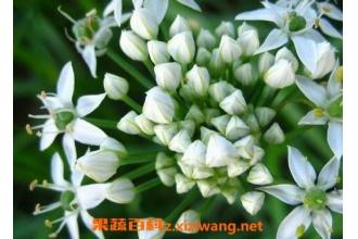 �߲˻���Ӫ����ֵ �����߲˻��ĺô�