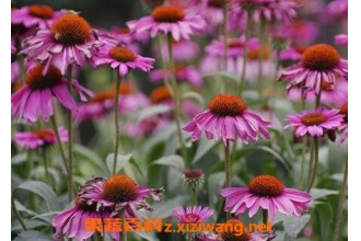 ��׶�ո��Ĺ�Ч������ ��׶�ո��ĸ�����