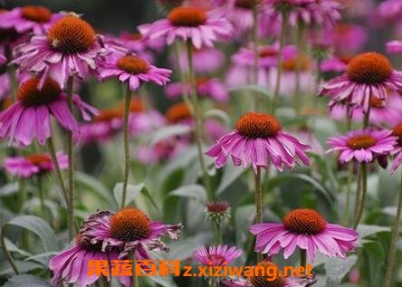 ��׶�ո��Ĺ�Ч�븱����