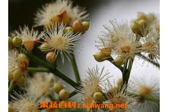 ˮ�̻��Ĺ�Ч ˮ�̻���ҩ�ü�ֵ