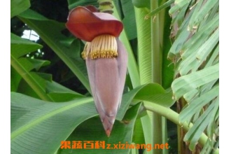 �Ž����Ĺ�Ч �Ž�����ҩ�ü�ֵ