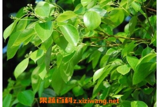 ����Ҷ�Ĺ�Ч������ ����Ҷ��ҩ�ü�ֵ