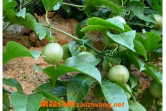 �Ͻ��ٵĹ�Ч������ �Ͻ��ٵ�ҩ�ü�ֵ