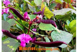 �ϱⶹ�ٵ�ҩ�ü�ֵ �ϱⶹ�ٵľ����÷�