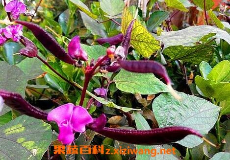 �ϱⶹ�ٵ�ҩ�ü�ֵ