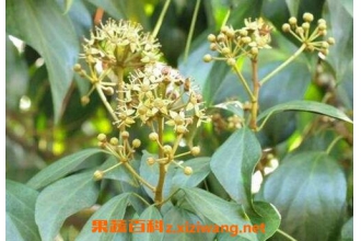 ׷���ٵ�ҩ�ü�ֵ ׷���ٵĹ�Ч������
