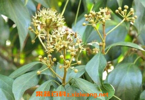׷���ٵ�ҩ�ü�ֵ