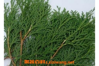 ��ҩ���Ҷ�������빦Ч