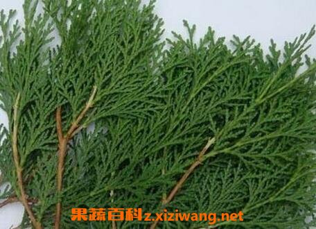 ��ҩ���Ҷ�������빦Ч