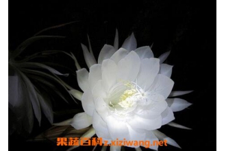 꼻���ҩ�ü�ֵ 꼻���Ԥ���ļ���