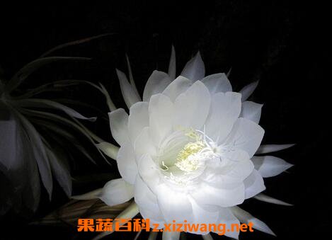꼻���ҩ�ü�ֵ