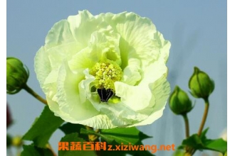 ܽ�ػ��Ĺ�Ч������ ܽ�ػ���ҩ�ù�Ч