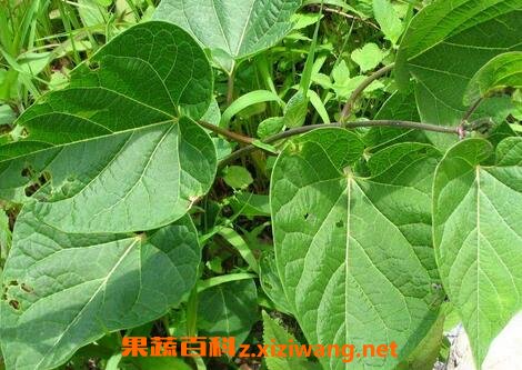 ��ҩҹ���ٵĹ�Ч�����ü�����