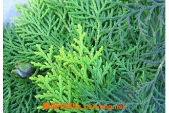 ���Ҷ��ҩ�ù�Ч ���Ҷ��ҩ�ü�ֵ