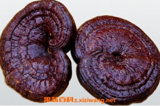 ����֥��ˮ�ȵĹ�Ч�븱����