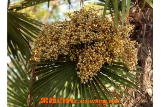 ��������ʲô��; �����ѵ�ҩ�ü�ֵ