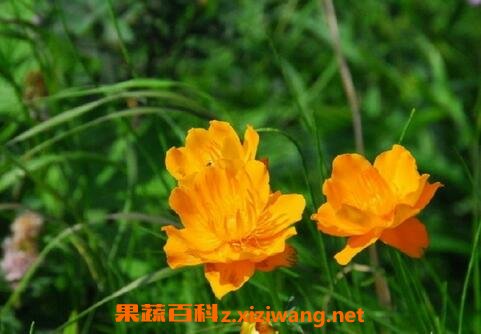 �������ĳ�����Ч����Щ