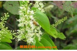 ��ҩ���ٵĹ�Ч������ ���ٵ�ҩ�ü�ֵ