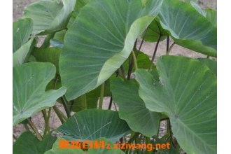 ����ͷҶ�Ĺ�Ч������ ����ͷҶ��ʳ�÷���