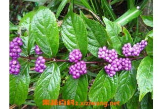 ����Ҷ�Ĺ�Ч������ ����Ҷ��ҩ�ü�ֵ