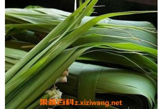 ��Ҷ��Ӫ����ֵ ��Ҷ�Ĺ�Ч������